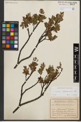 Foto von Salix waldsteiniana Willd.